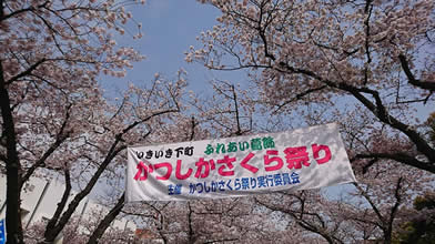 【葛飾区】「かつしかさくら祭り」１